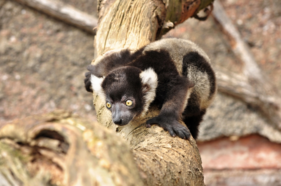 Slavnostní zahájení sezóny a křest lemurů v Zooparku Zájezd