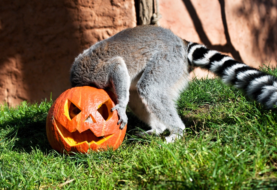 Halloweenský víkend v Zooparku Zájezd + vstup zdarma